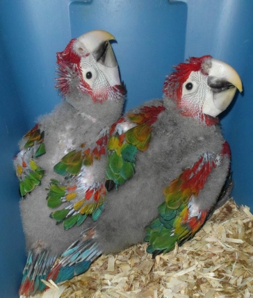 Ruby Macaws