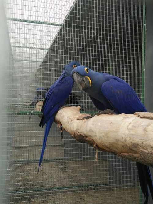Hyacinth Macaw Breeding Pairs