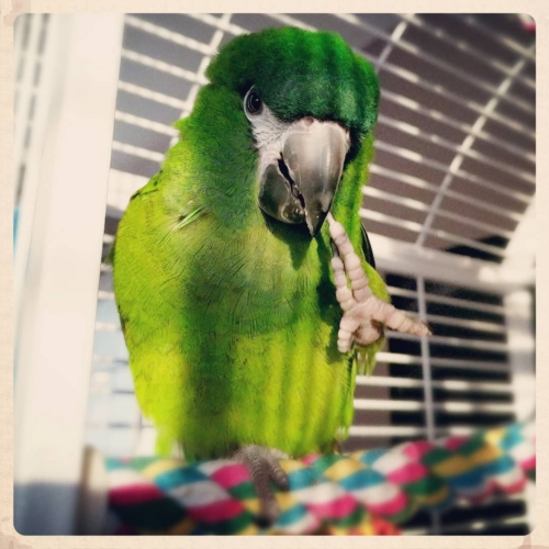 Hahn’s Macaw Parrots - Image 2