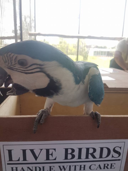 Breeder Pair White-Blue Macaws - Image 2