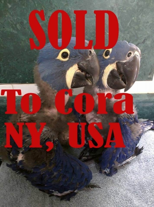Baby Hyacinth Macaw Europe