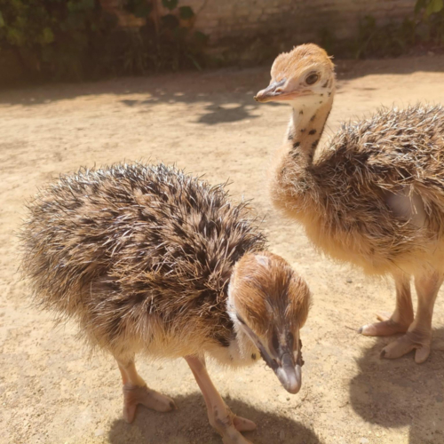 Ostrich Chicks
