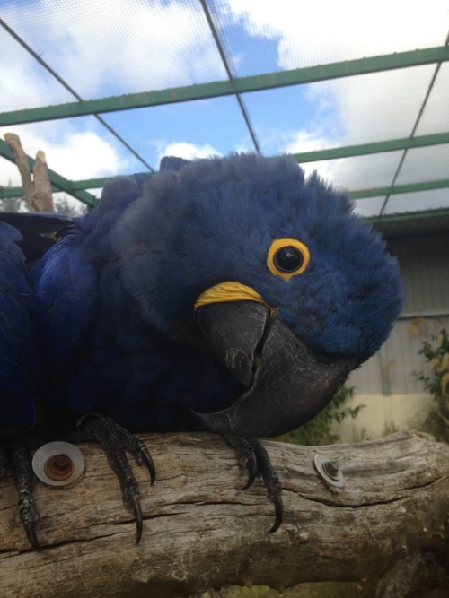 Female Hyacinth Macaw Europe - Image 2