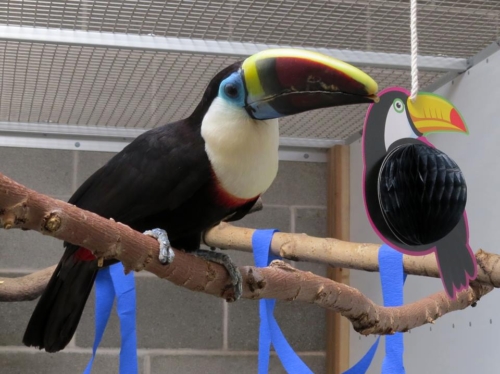 Red-Billed Toucans For Sale - Image 2