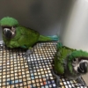 Baby Severe Macaw - Image 3