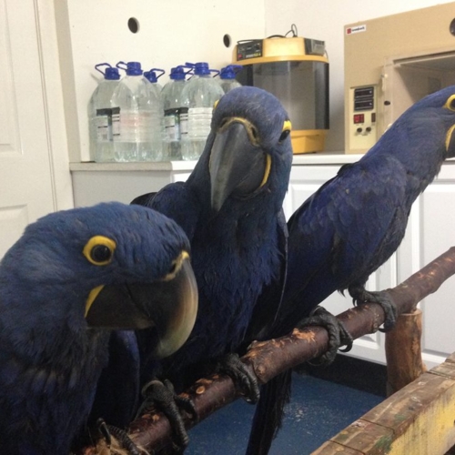 hyacinth macaw for sale