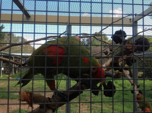 Baby Red Fronted Macaw - Image 3