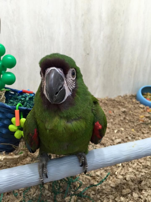 Severe Macaw Breeder Pairs - Image 2
