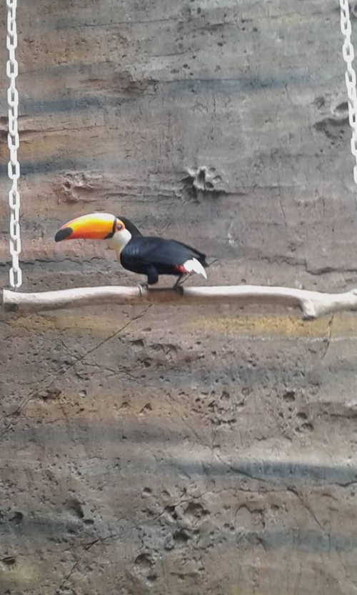 Toco Toucan For sale - Image 2