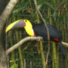 Chestnut-Mandibled Toucan - Image 2