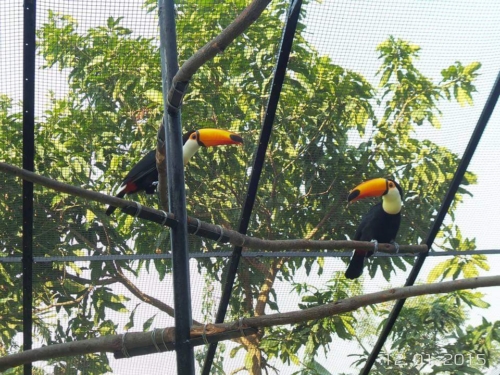 Toco Toucan Female - Image 3
