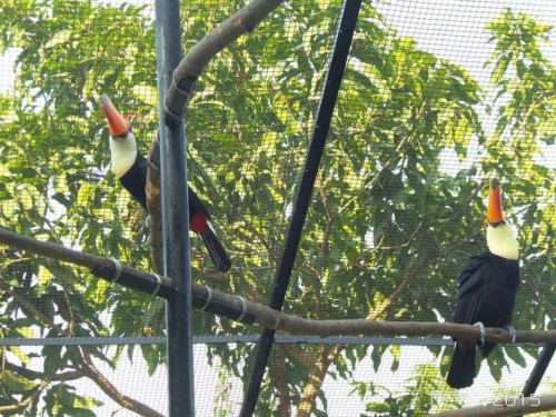 Toco Toucan Female - Image 2