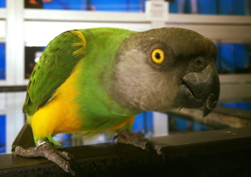 Senegal Parrot For Sale