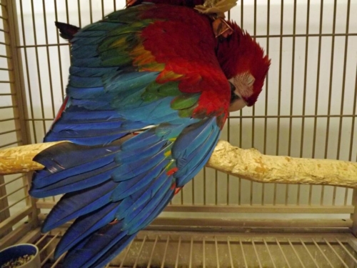 Ruby Macaws For Sale - Image 2