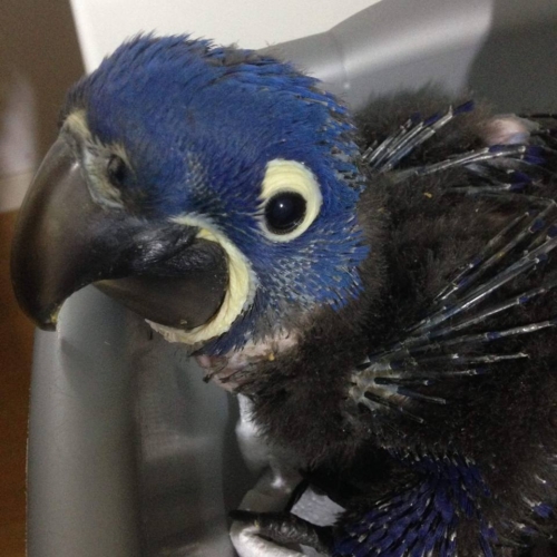 Baby Hyacinth Macaws UK - Image 3