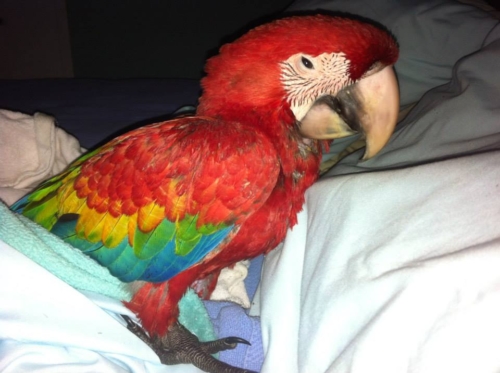 Ruby Macaws - Image 3