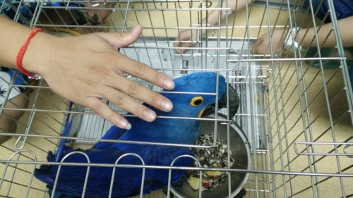 Female Hyacinth Macaw Europe - Image 3