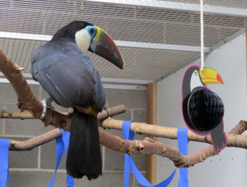 Red-Billed Toucans For Sale - Image 3