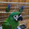 Baby Severe Macaw - Image 2