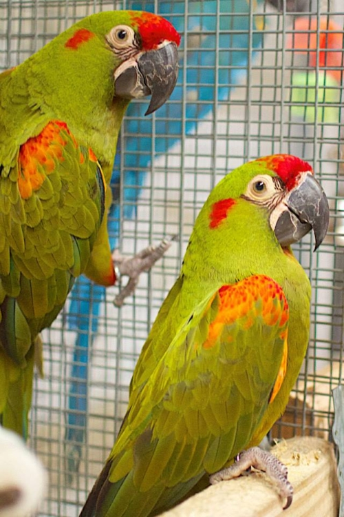 Baby Red Fronted Macaw - Image 2
