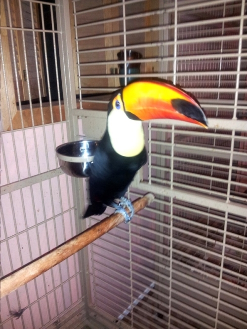 Toco Toucan Female Birds - Image 2