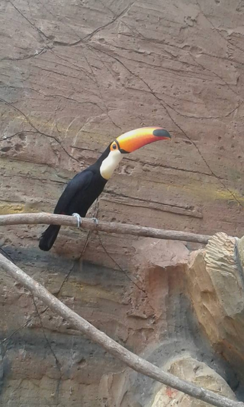 Toco Toucan For sale