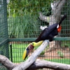 Chestnut-Mandibled Toucan - Image 3