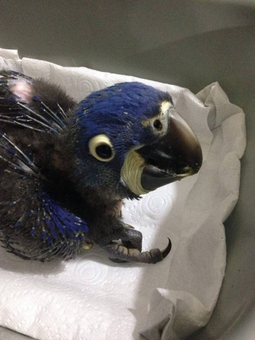 Baby Hyacinth Macaws UK - Image 2