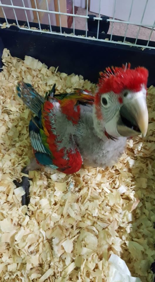 Ruby Macaws - Image 2