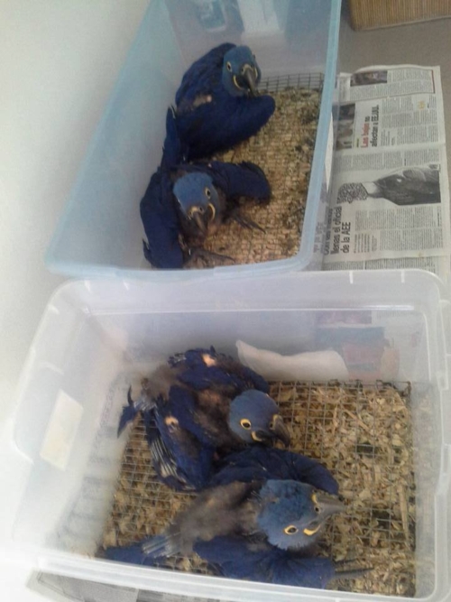 Baby Hyacinth Macaw Europe - Image 3