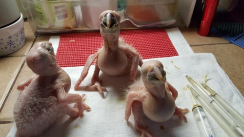 Baby Hyacinth Macaw Europe - Image 2