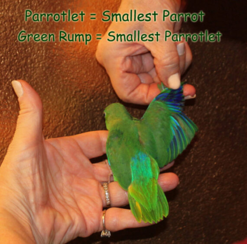 Buy Single Male or Female Green Rump Parrotlet (hand fed) Online - Image 2
