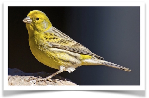 Comprar Green Canary en línea