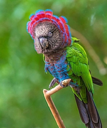 Blue – Crowned Hawk headed Parrot