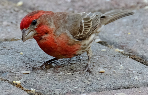House Finch - Image 2