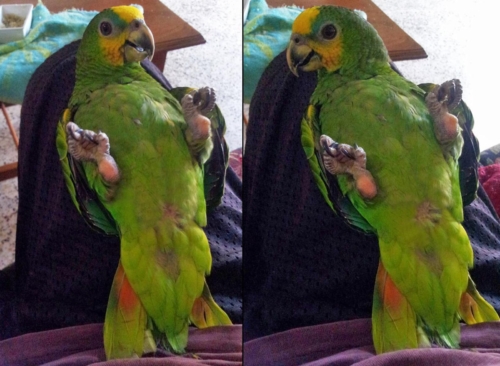 Orange – Winged Amazon - Image 3