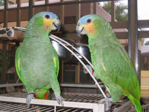 Orange – Winged Amazon
