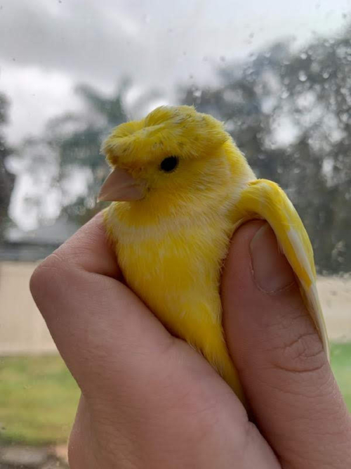Buy Single Premium – Yellow Crested Canary Online