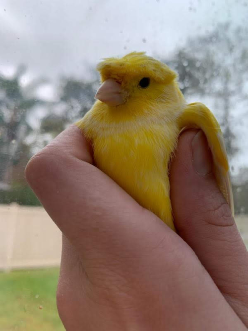 Buy Single Premium – Yellow Crested Canary Online - Image 3