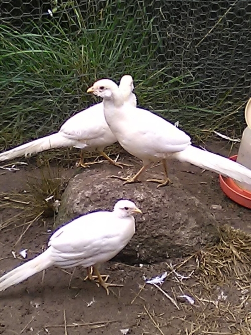 Peach and Golden Pheasant