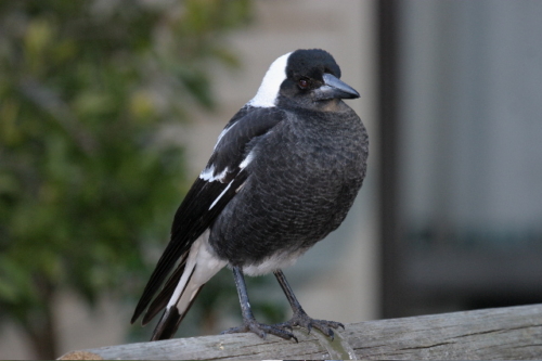 Black – bill Magpies