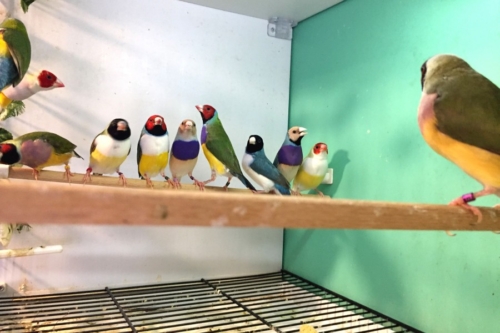 Gouldian Finch - Image 2