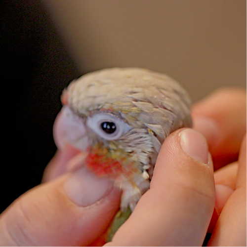 Buy Pineapple Green Cheek (hand fed) Online - Image 2