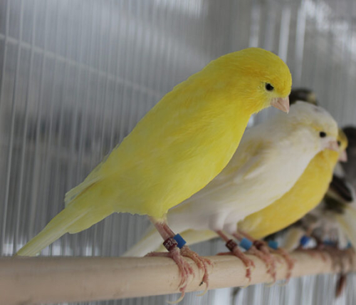 Buy Single Various Colors Canary Online