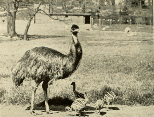 Tasmanian Emus - Image 2