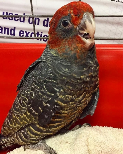 Gang Gang Cockatoos For-Sale