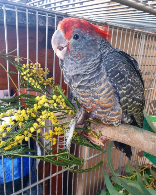 Gang Gang Cockatoos For-Sale - Image 3