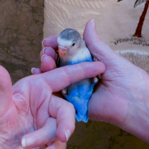 Buy Love Bird (hand fed) Young Blue with Grey Face Online - Image 2