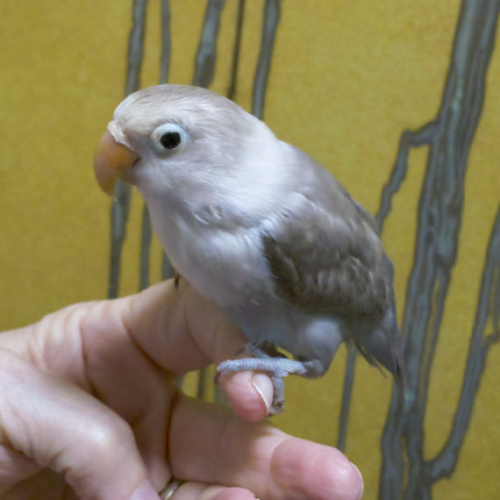Buy Love Bird (hand fed) Black Online - Image 2