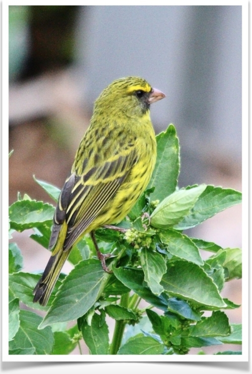 Buy Lizard Canary Online